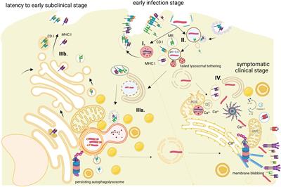 Role of MHC class I pathways in Mycobacterium tuberculosis antigen presentation